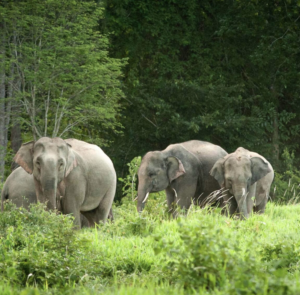 elephants