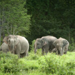 elephants