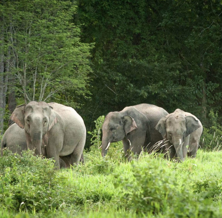 elephants